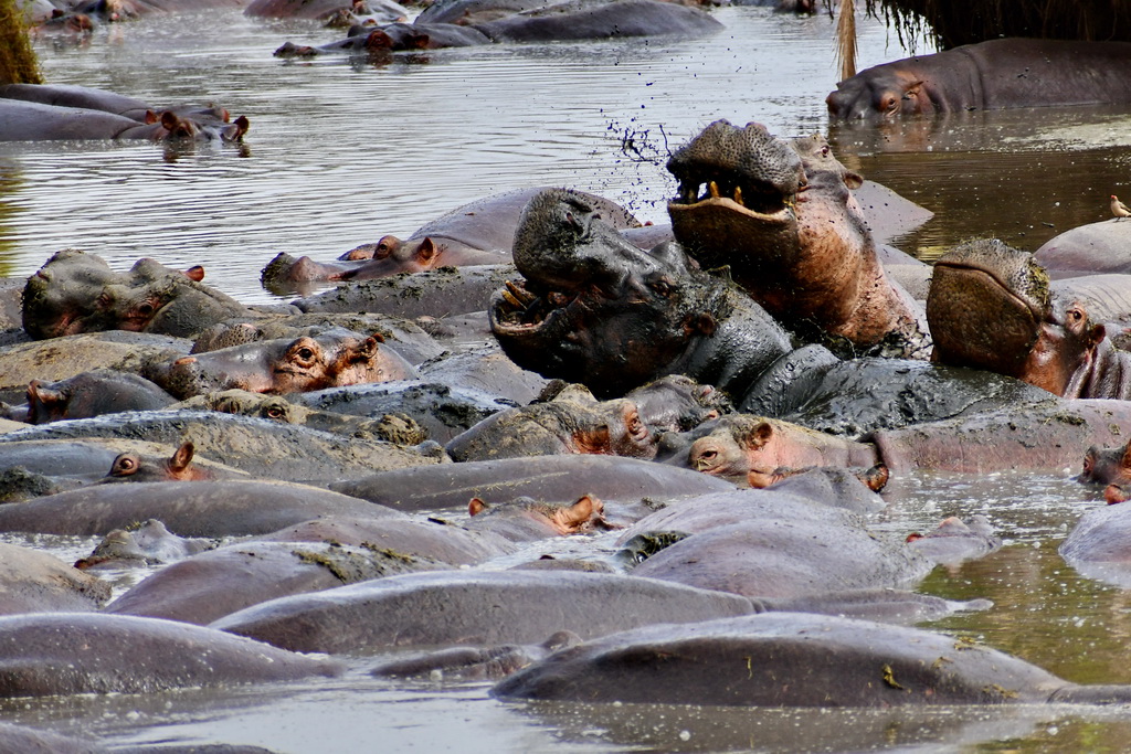 Central Serengeti